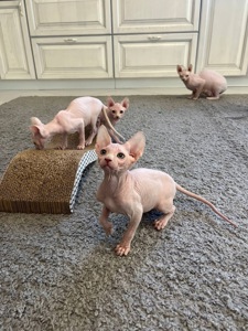 Кошенята