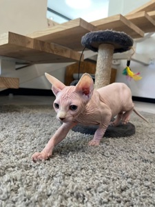 Кошенята