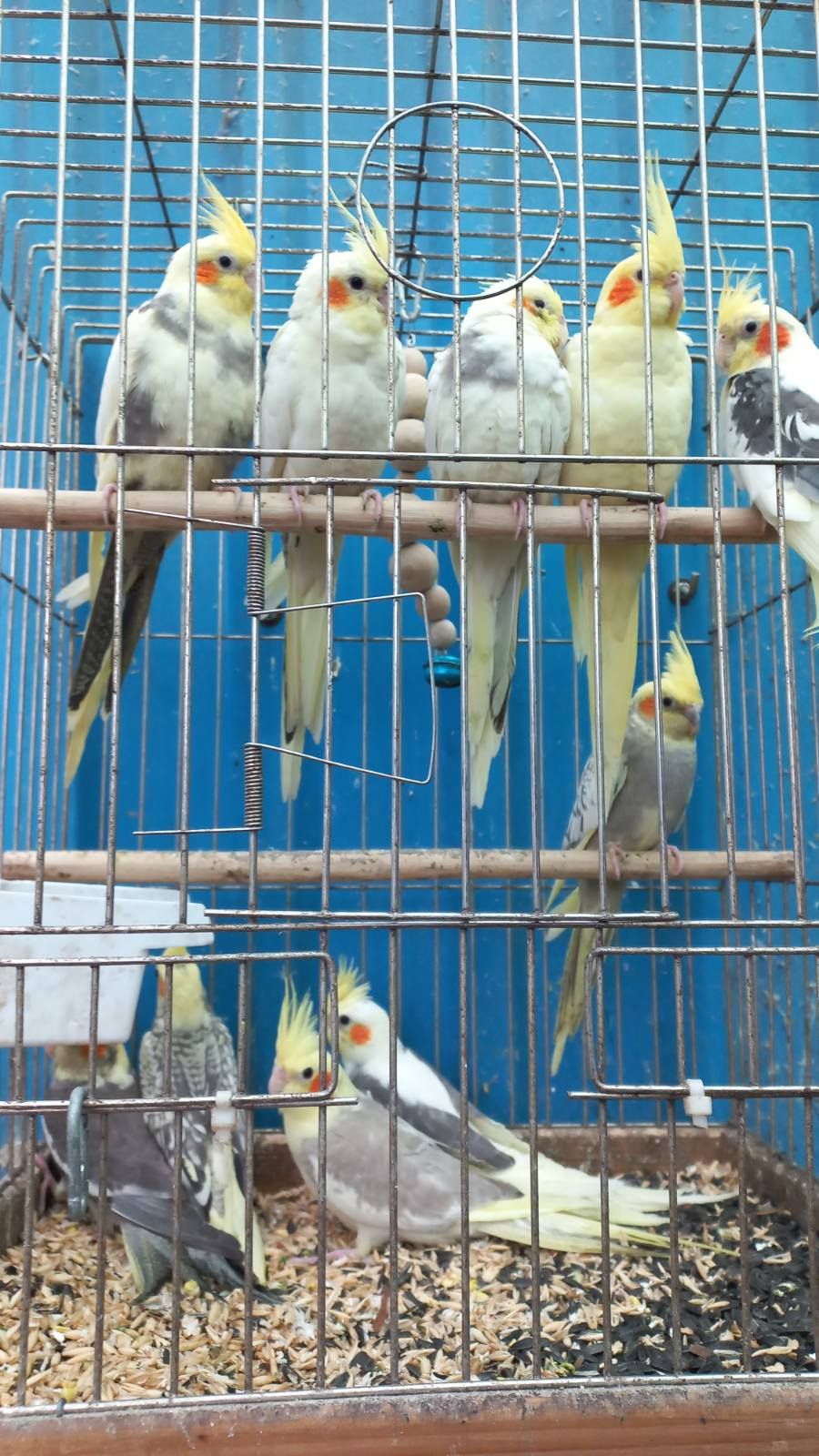 Продам малюків корелли
