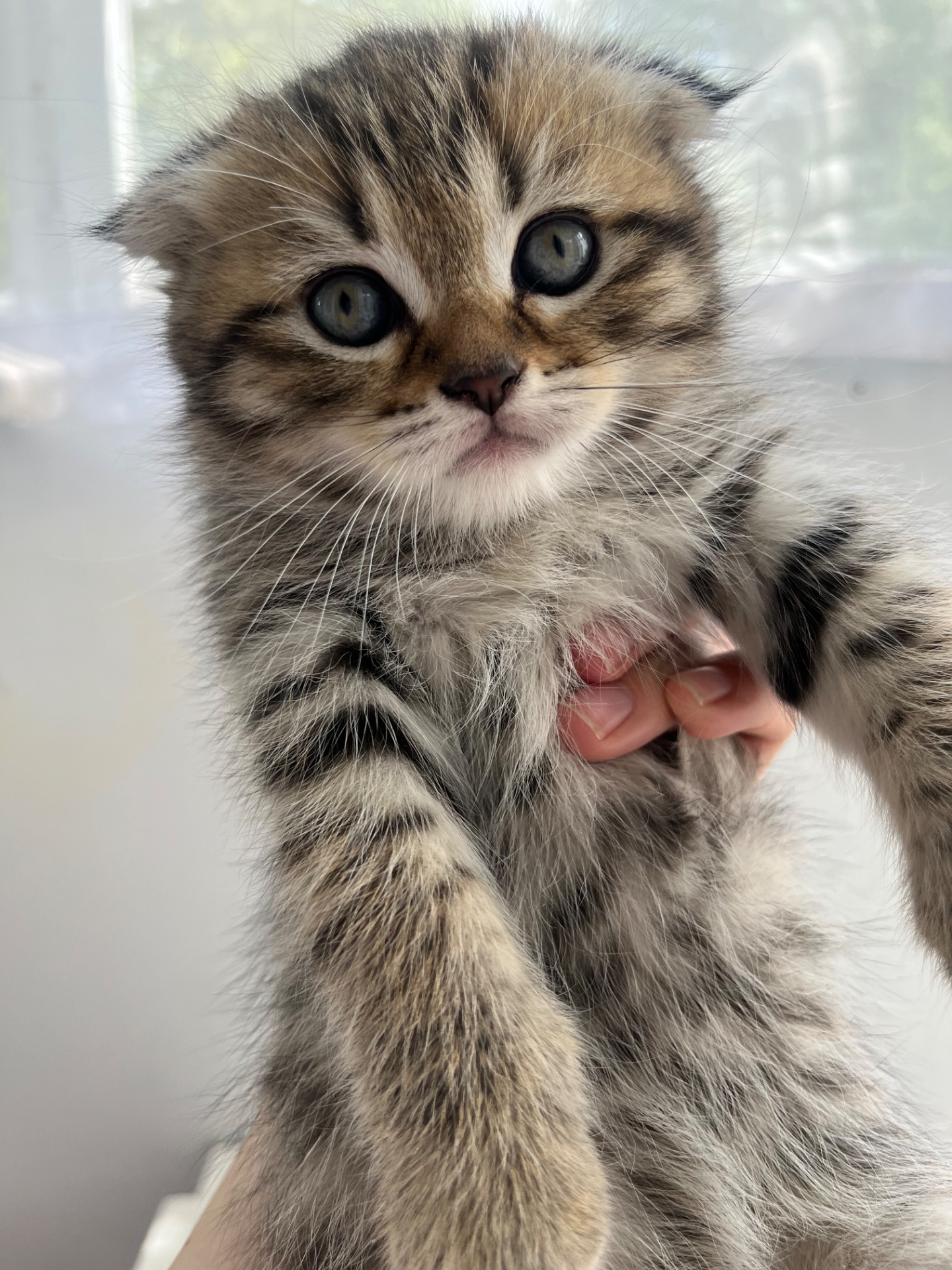Шотландське висловухе кошеня-хлопчик