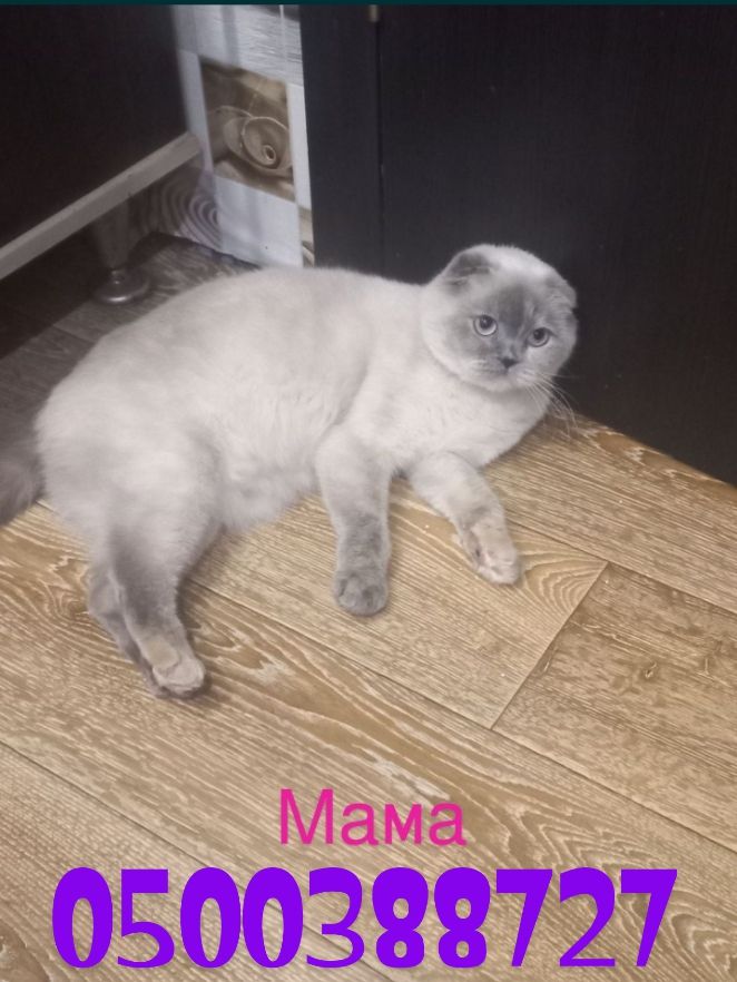 Кошенята шотланці