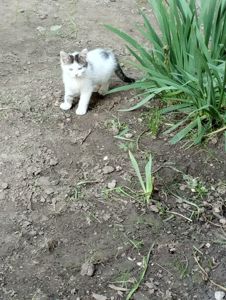 кошенята