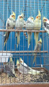 Продам малюків корелли