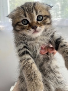 Шотландське висловухе кошеня-хлопчик