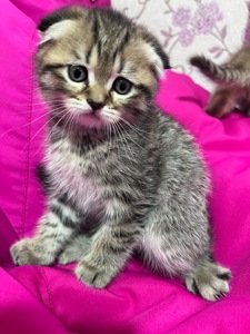 Шотландське висловухе кошеня-хлопчик