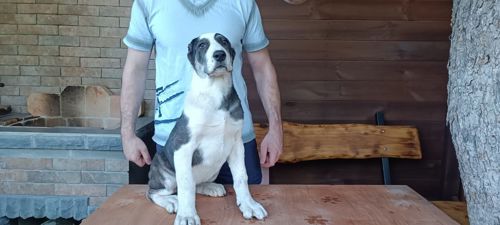 Цуценята Середньоазіатської вівчарки