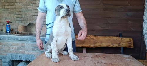 Цуценята Середньоазіатської вівчарки