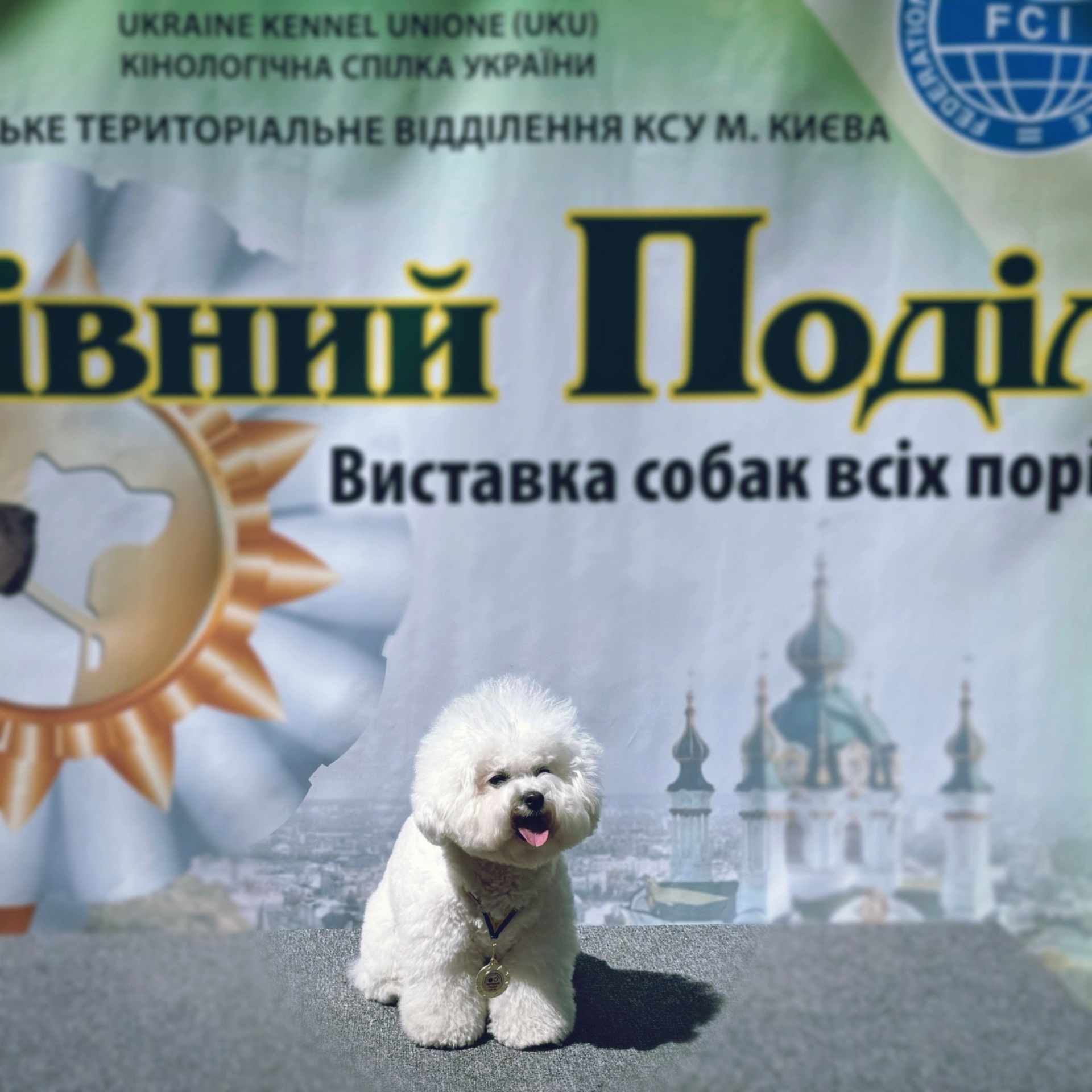Породисті преміум цуценята шоу клас бішон фрізе від титулованих батьків