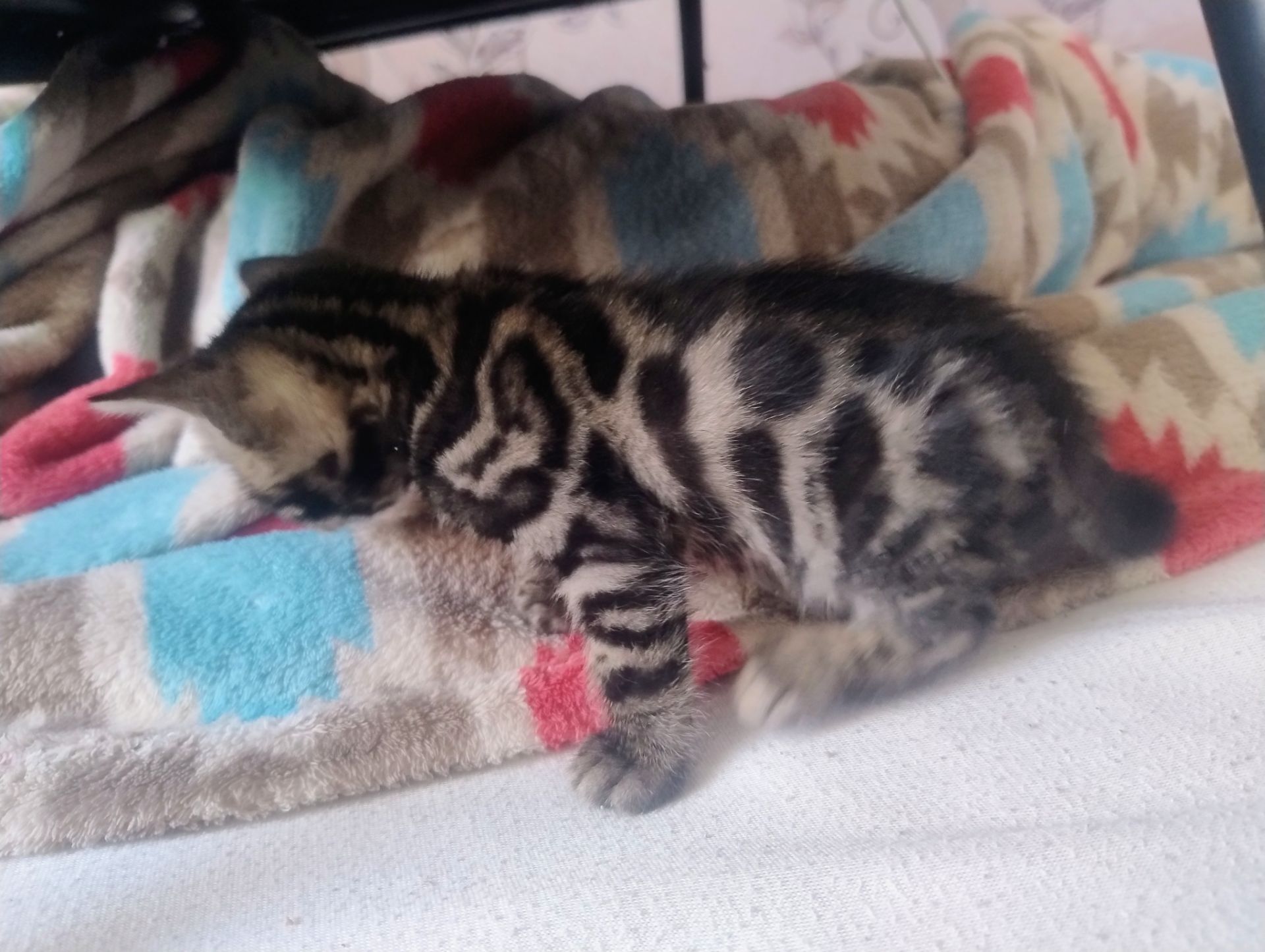 Кошенята бенгальської породи