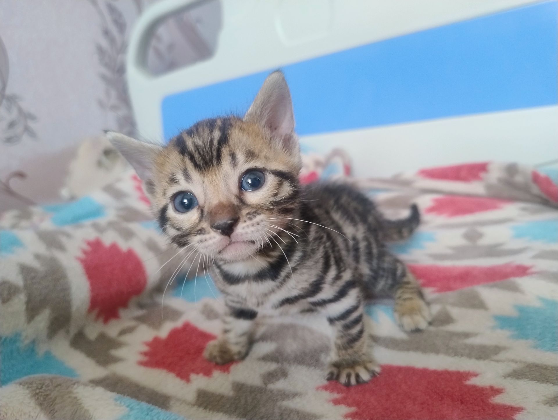 Кошенята бенгальської породи