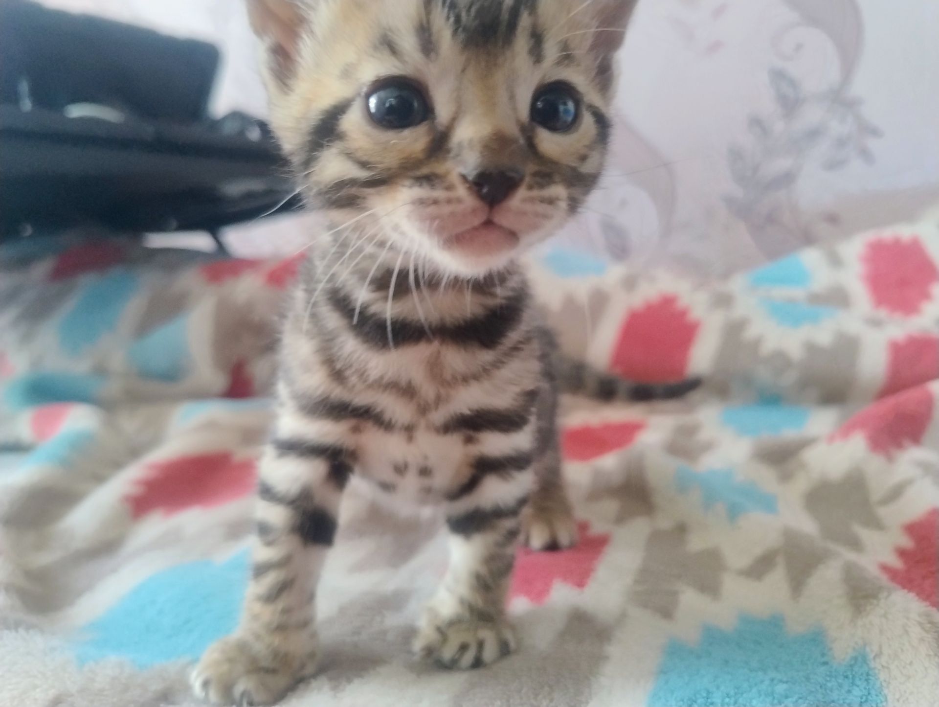 Кошенята бенгальської породи