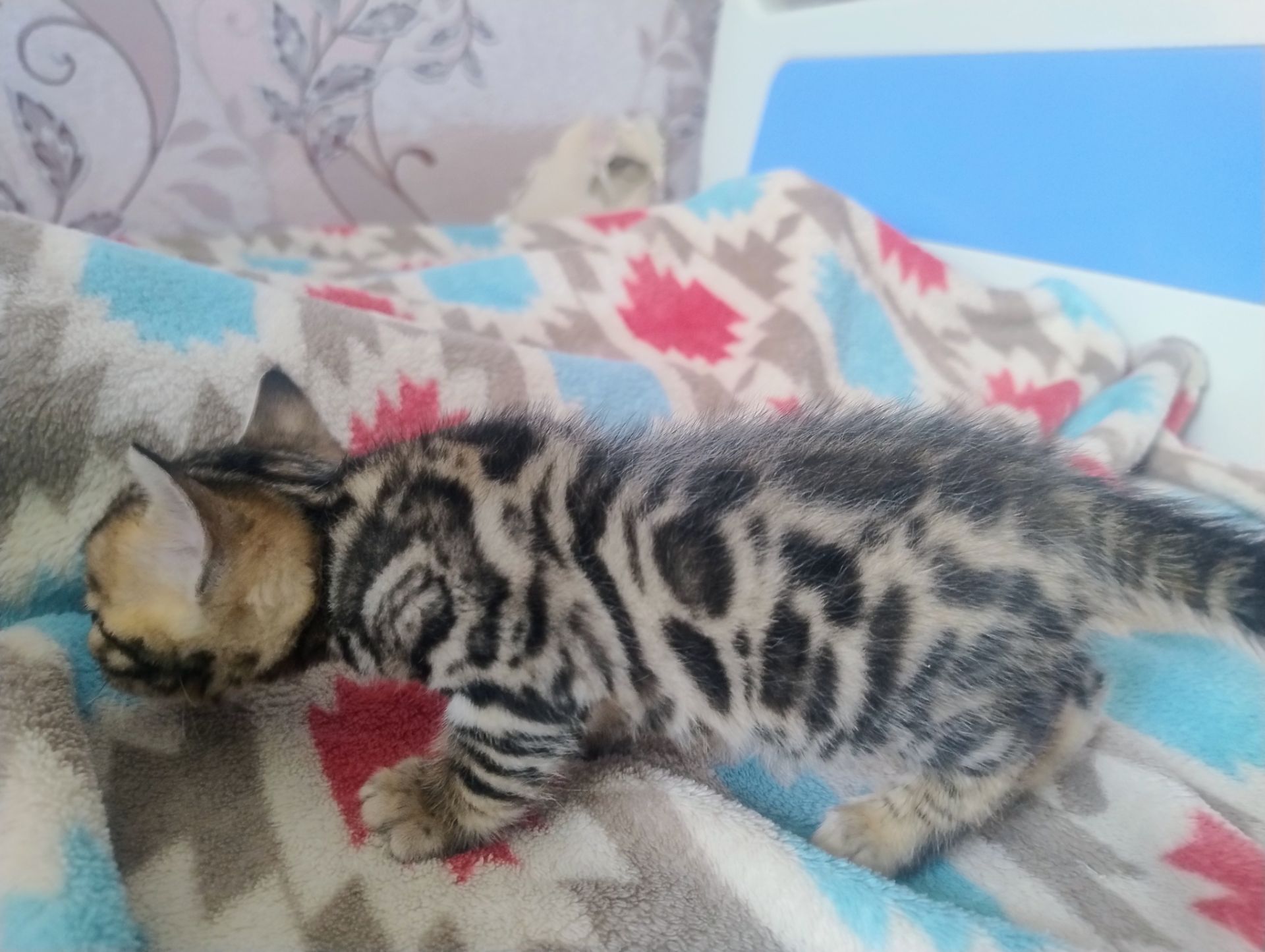 Кошенята бенгальської породи
