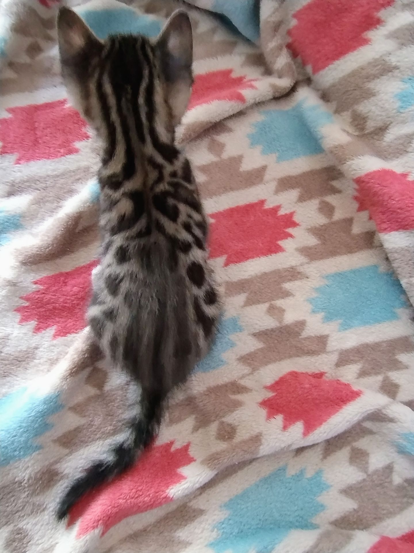 Кошенята бенгальської породи