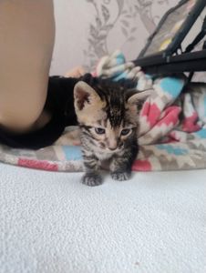 Кошенята бенгальської породи