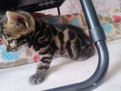Кошенята бенгальської породи