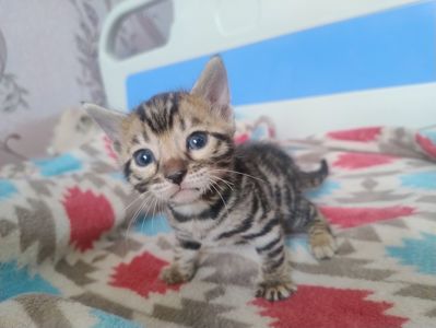 Кошенята бенгальської породи