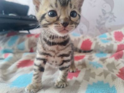 Кошенята бенгальської породи