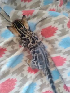 Кошенята бенгальської породи