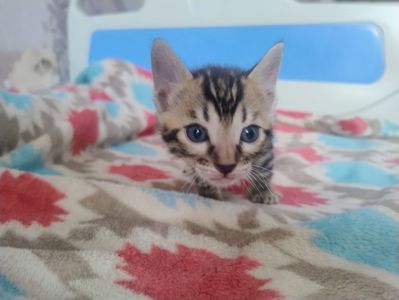 Кошенята бенгальської породи