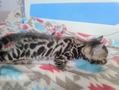 Кошенята бенгальської породи