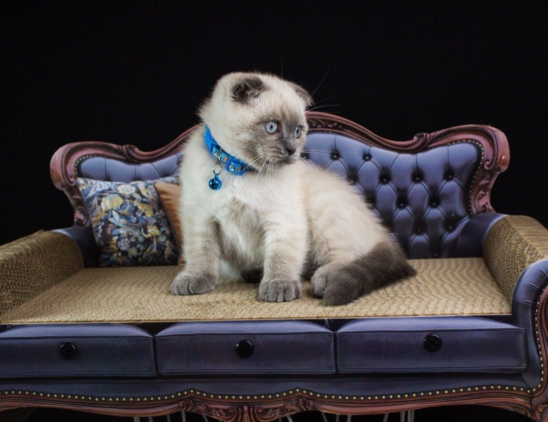 Шотландський висловухий котик