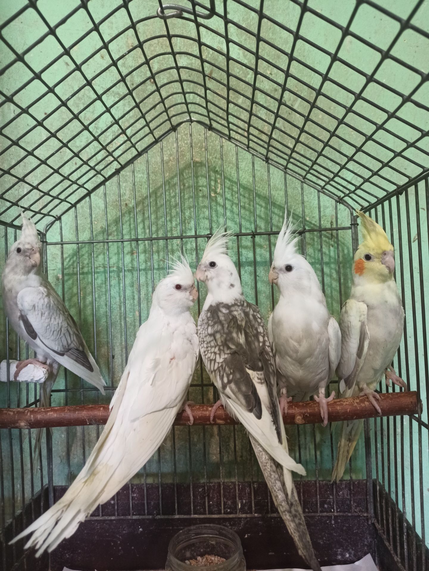 Кореллы птенцы