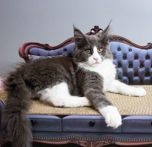 Кошенята мейнкуни з родословною