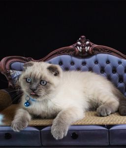Шотландський висловухий котик