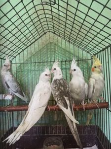 Кореллы птенцы
