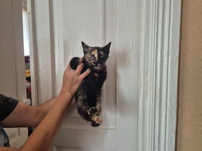 Милые домашние котята