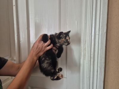 Милые домашние котята