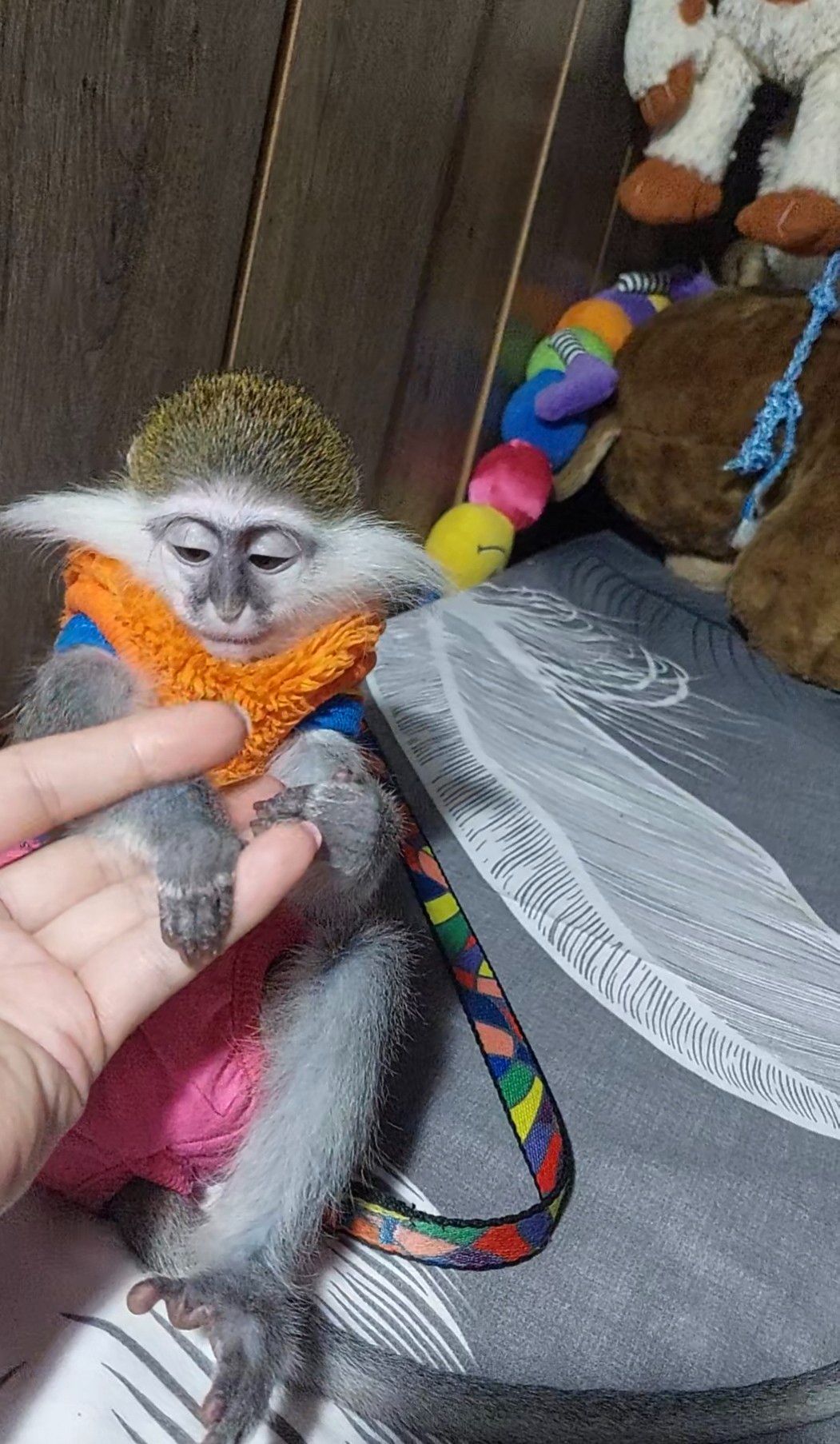 Зелена 🐒 ВЕРВЕТКА. Милий хлопчик шукає свою родину
