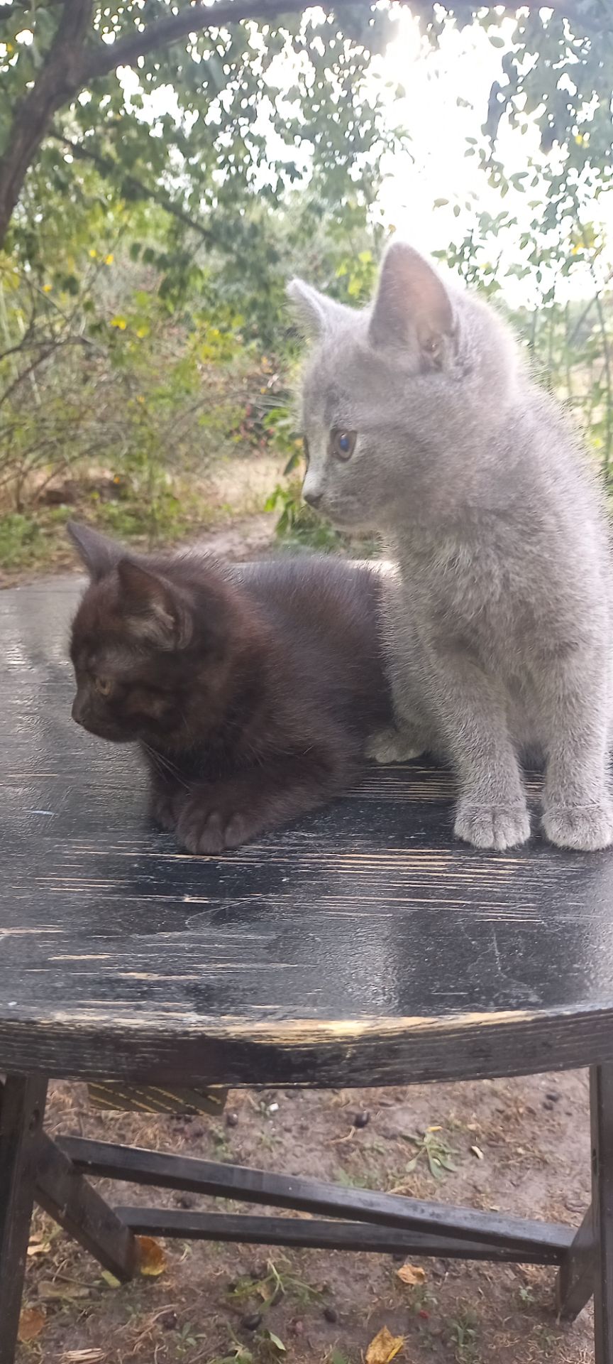 Кошенята