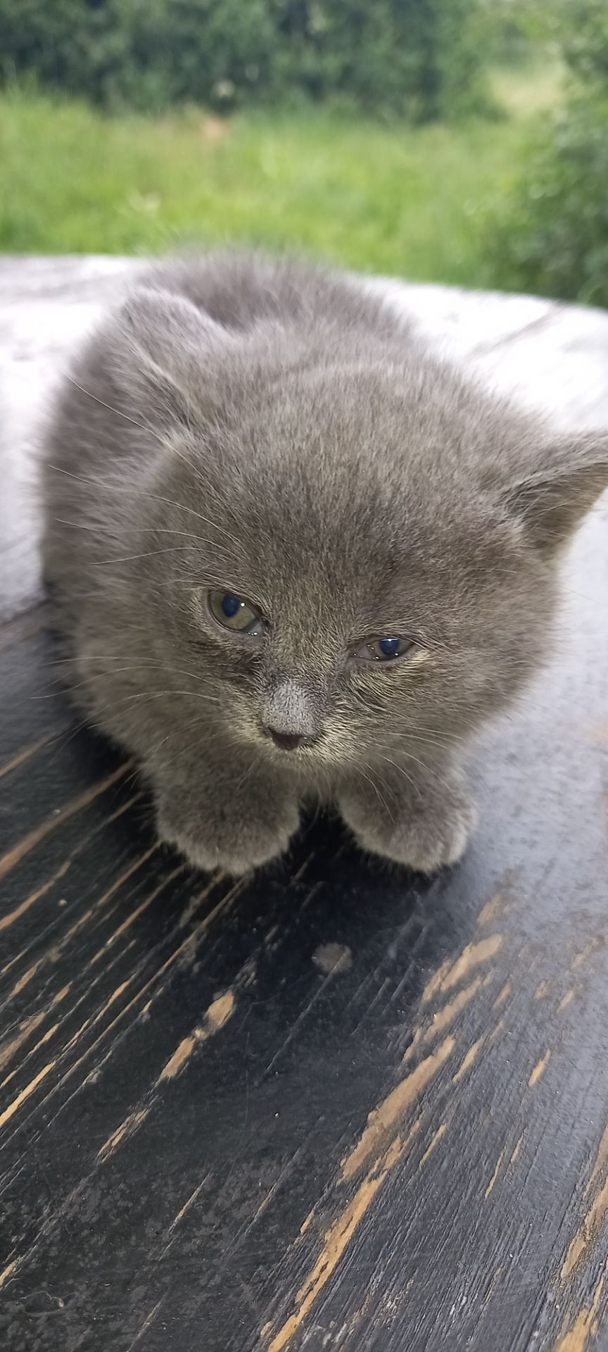 Кошенята