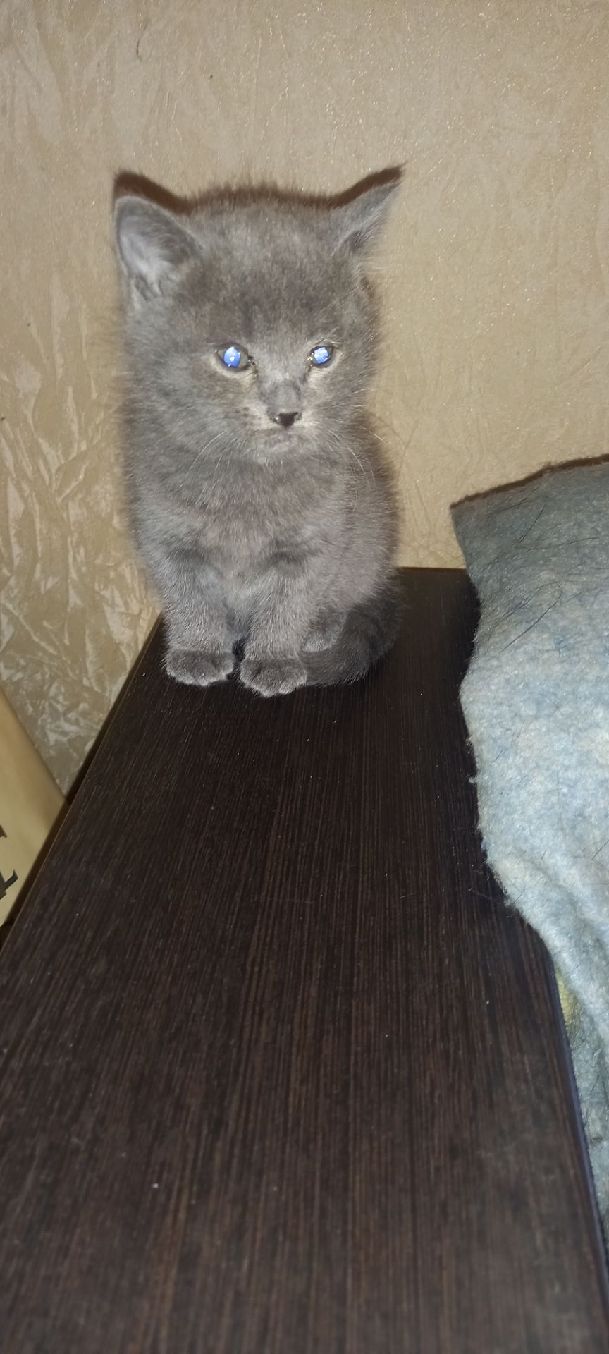 Кошенята