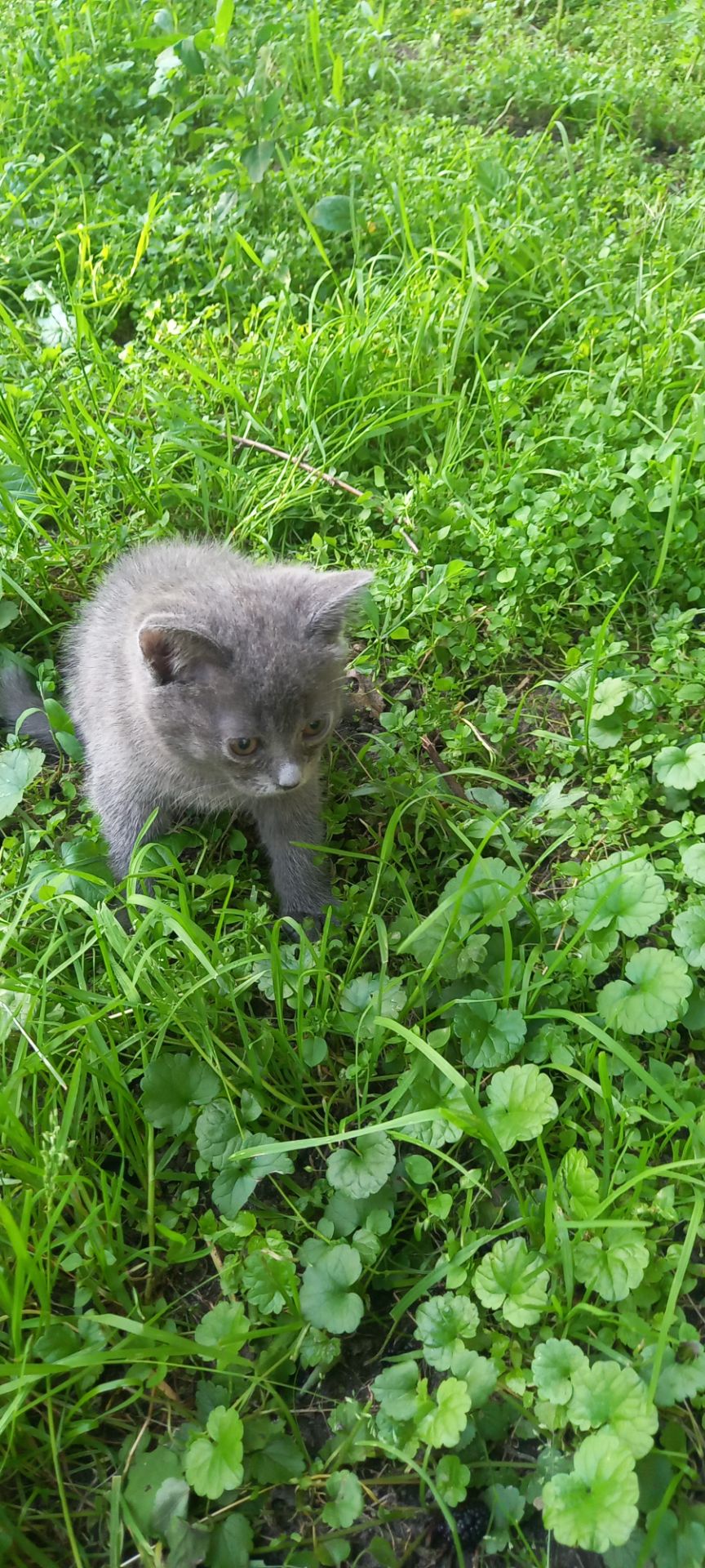 Кошенята