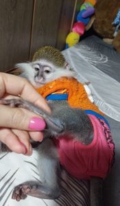 Зелена 🐒 ВЕРВЕТКА. Милий хлопчик шукає свою родину