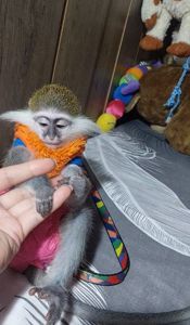 Зелена 🐒 ВЕРВЕТКА. Милий хлопчик шукає свою родину