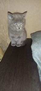 Кошенята