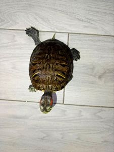 Червоновуха черепаха