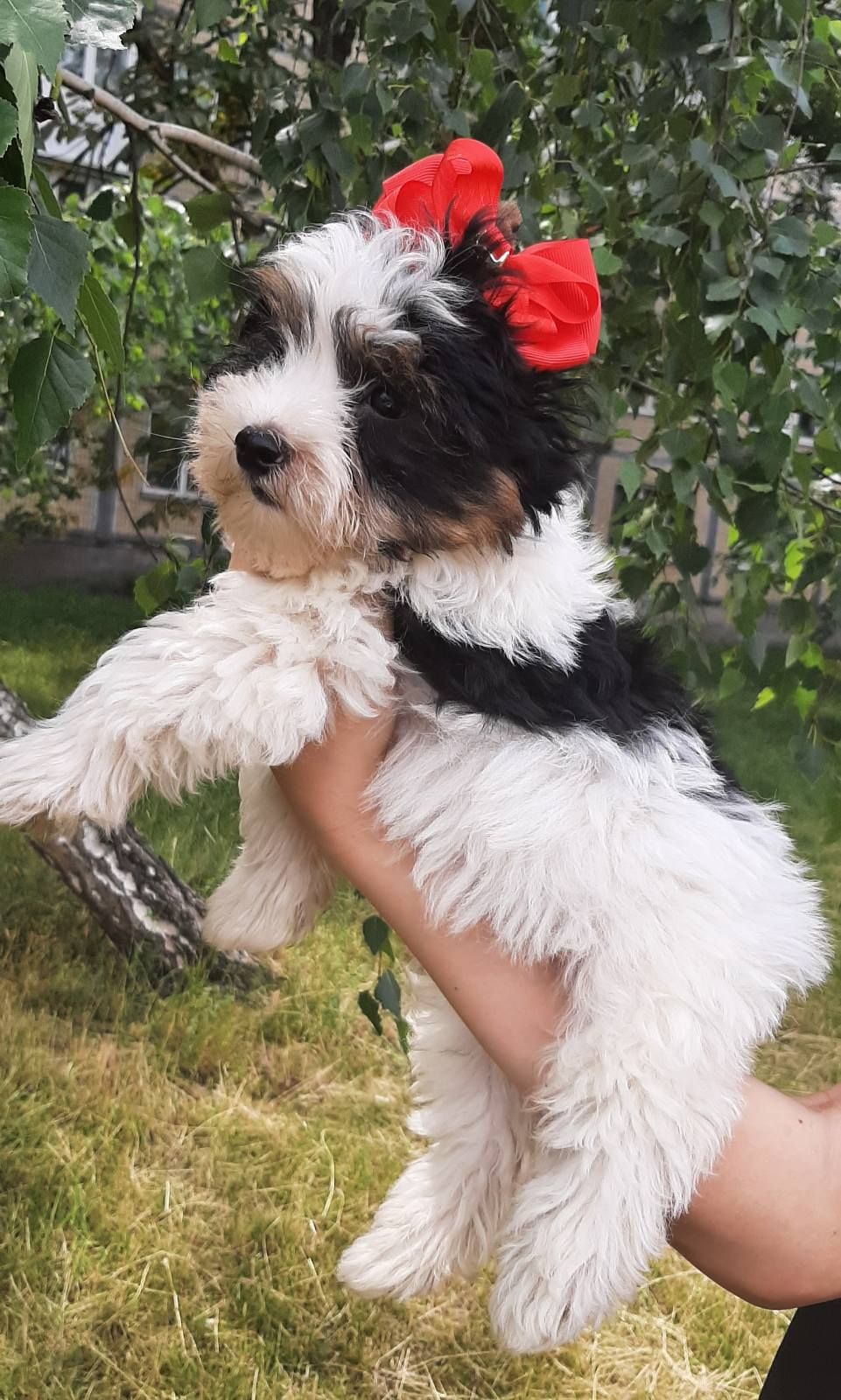Бівер йорк, Бебі фейс, хлопчик міні стандарт