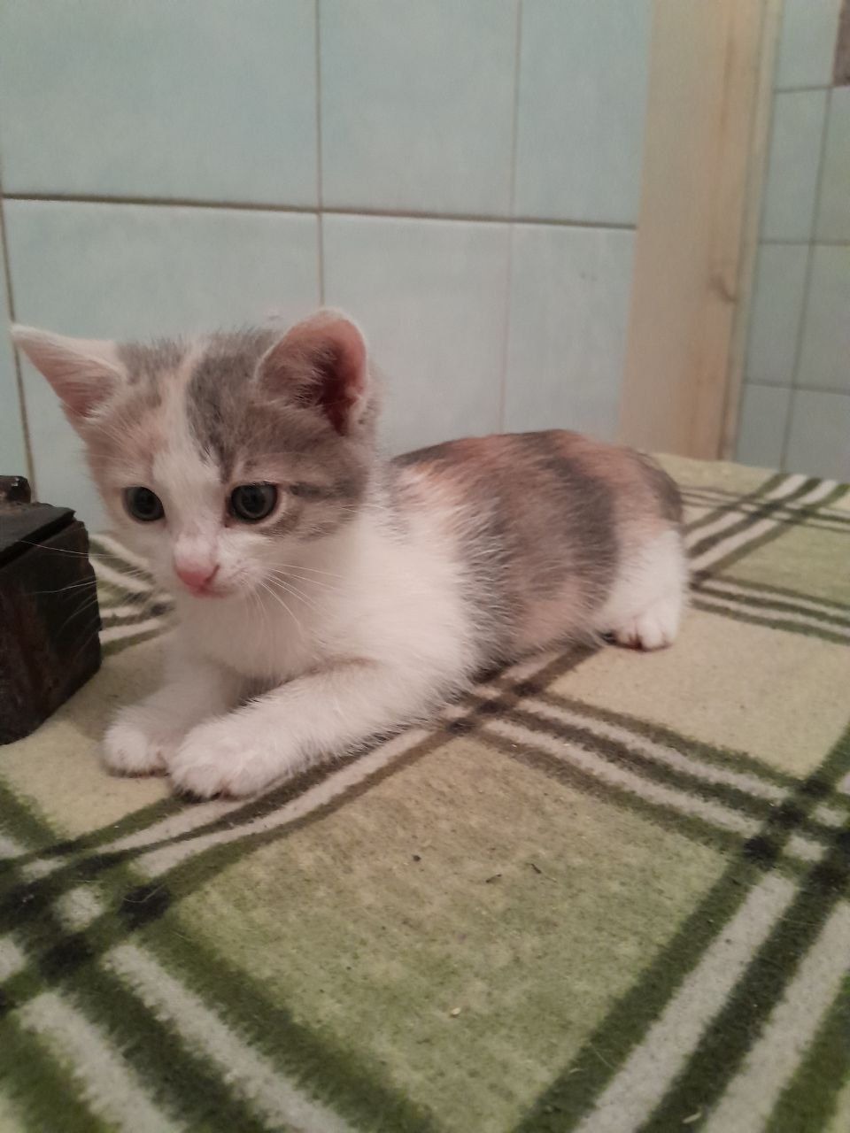 Кошеня