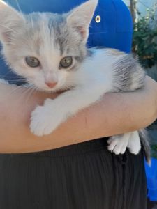 Кошеня