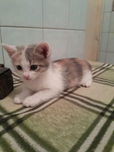 Кошеня