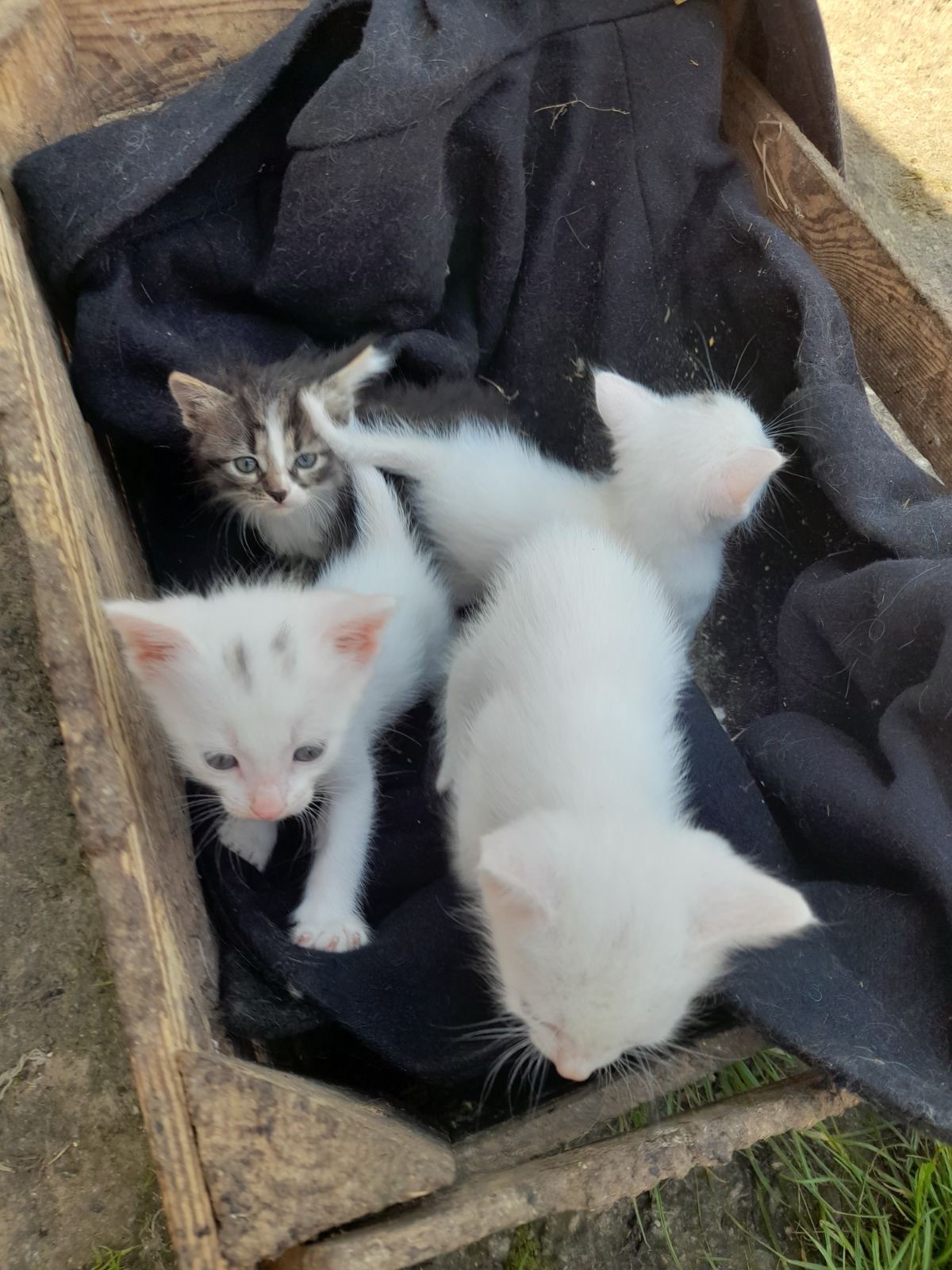 Кошенята шукають родини
