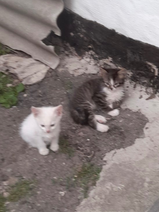 Кошенята шукають родини