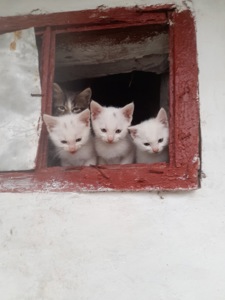 Кошенята шукають родини