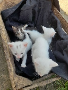 Кошенята шукають родини