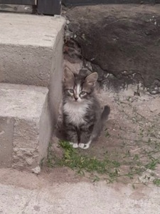 Кошенята шукають родини