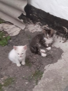 Кошенята шукають родини